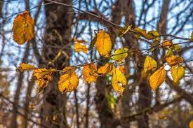 Narodnye Primety Oktyabrya Floraprice Ru