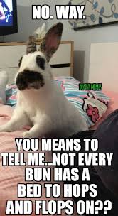 Pin By Cuteftw On Bunnys Pet Bunny Cute Bunny Pictures Funny Rabbit