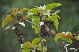 Image result for Hymenodictyon parvifolium