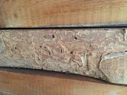 Image result for site:byggahus.se insektsangrepp