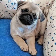Our premium raw dog food. Raw Dog Food Brands Home Facebook