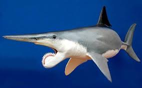 Bu Canlinin Adi Helicoprion Bir Cesit Kopek Baligi Olan Bu Hayvan 270 Milyon Yil Once Yasamisti Ve Yaklasik Olarak 7 5 Met Shark Animals Prehistoric Creatures
