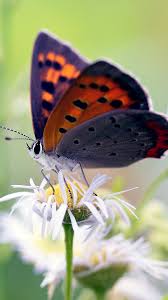 Amazing Butterfly On Flower Free Nature Hd Wallpaper Flower Wallpaper Flower Desktop Wallpaper Nature Iphone Wallpaper