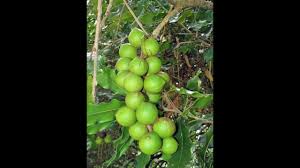 Image result for Macadamia aff. integrifolia
