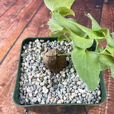 Image result for Dioscorea hirtiflora