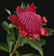Flower Availability Protea Leucadendron Leucospermum Telopea Berzelia Boronia Protea Plant Australian Wildflowers Colorful Flowers