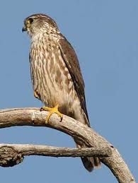 Birds Of Eastern Washington State Merlin Hawk Pictures Bird Pictures Bird Species