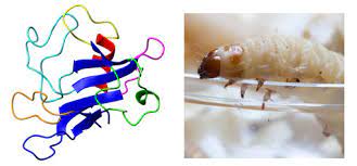 Our highly trained technicians will inspect your home inside and out helping to control pest problems. Insects Special Issue Insect Pathology