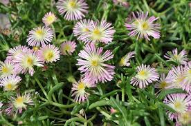 Image result for Delosperma mahonii