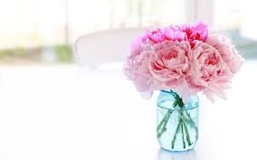 Check spelling or type a new query. Peony Wallpapers Top Free Peony Backgrounds Wallpaperaccess