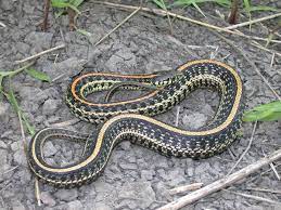 Western Plains Garter Snake Thamnophis Radix Haydenii Snake Garter Ball Python Morphs