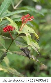 Image result for Rauvolfia nana