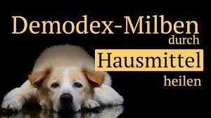 Demodex Milben Alles Was Du Uber Sie Wissen Musst Milben Bekaempfen Loswerden