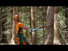 Baum Fallen Abdrehen Eines Seitlich Hangengebliebenen Baumes Youtube Baum Fallen Holzernte Baum