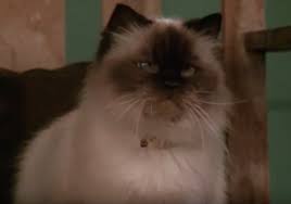 You will almost certainly not be as disturbed when the cat, named sassy, gets swept over a waterfall and is given up for drowned, because you know the the animals must have, too. 15 Most Famous Cats Grumpy Cat Mrs Norris And More