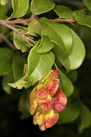 Image result for Hymenocardia