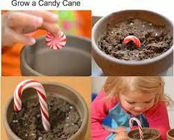 Grow A Candy Cane Plant A Mint And Then Each Night Make It Grow A Little More Use Dirt Or Crushed Oreos Such A Good Edible Dirt Mini Candy Canes