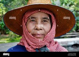 Woman rice harvesting hi-res stock photography and images