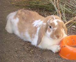 Se tenuto e curato bene la vita di un coniglio ariete nano può superare anche i 7 anni. Coniglio Ariete Wikipedia