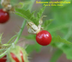 Image result for Solanum sisymbriifolium