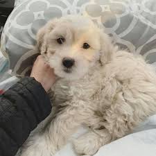 Welcome to our maltipoo family. Maltipoo Puppies For Adoption Pet Service 41 Photos Facebook