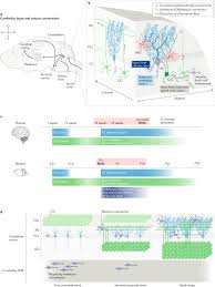 Lo especial de mi aula via atencionaladiversidadrql.wordpress.com. Emerging Connections Between Cerebellar Development Behaviour And Complex Brain Disorders Nature Reviews Neuroscience