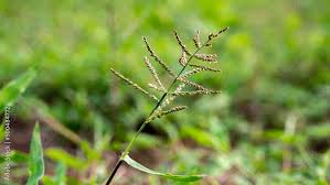 Image result for Echinochloa colona