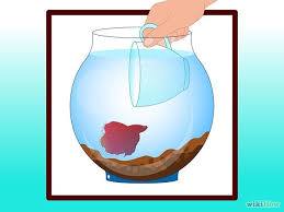 How To Clean A Betta Fish Tank Betta Fish Tank Beta Fish Tank Betta Fish Care
