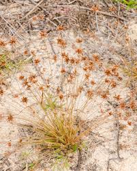 Image result for Bulbostylis trabeculata