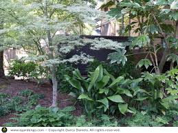 Acer Palmatum Ukigumo