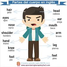 En Esta Leccion Podras Aprender Las Partes Del Cuerpo Humano En Ingles Por Medi Partes Del Cuerpo En Ingles Partes Del Cuerpo Preescolar Ingles Para Preescolar