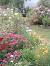 Traditional English Country Garden Flowers