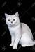 Golden Tabby British Shorthair