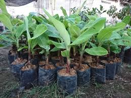 Tanaman pisang sangat mudah beradaptasi jika ditumbuhkan baik di dataran rendah maupun di dataran tinggi (<1.600 m di atas permukaan laut). Ini Dia 5 Langkah Menanam Pohon Pisang Agar Cepat Berbuah
