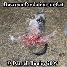 If you have a pet cat, you might be particularly interested in knowing how much of a risk raccoons pose to your feline friend. Animal Tracks Raccoon Predation On Domestic Cats