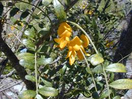 Image result for Sophora inhambanensis