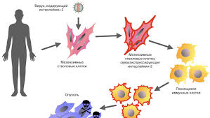 Rossijskie Biologi Vyyasnili Kak Gm Stvolovye Kletki Mogut Povysit Immunitet Gazeta Ru Novosti