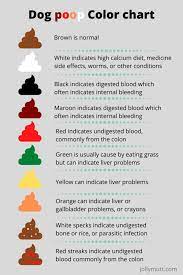 425 x 319 jpeg 49 кб. White Specks In Dog Poop Moving Or Not Moving Is This Dangerous