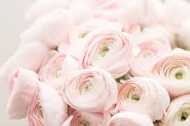 80 Most Popular Types Of Flowers Photos And Details Types Of Flowers Ranunculus Flowers Flower Arrangements Simple
