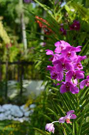 James hingston adalah seorang penjelajah asal inggris yang menemukan belalang cantik orchid mantis. Gambar Bunga Orkid Yang Cantik
