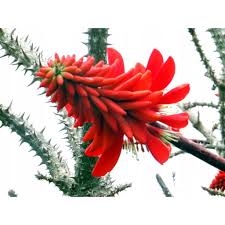 Image result for Erythrina livingstoniana
