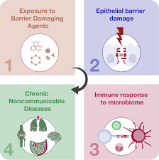 The epithelial barrier theory proposes a comprehensive explanation for the  origins of allergic and other chronic noncommunicable diseases - Zeyneloglu  - FEBS Letters - Wiley Online Library