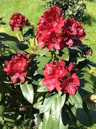 Red Rhodedendron In My Garden Outside Garden Garden Plants Outdoor