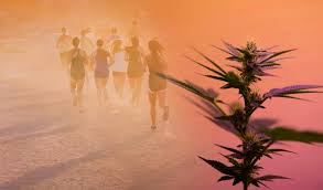 Actualités et articles sur le cannabis, Québec Canada