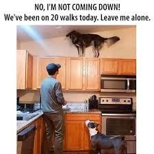 #memepokhari #lamjungour happy dashain wishes to you all. Lockdown Day Animal Quotes Funny Animals Humor