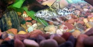 The absolute best foods you can give to your pictus catfish are catfish pellets, frozen food, bloodworms and flake food. Caring For The Pictus Catfish With Tips On Breeding And Forums
