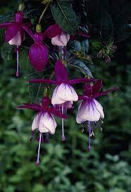 Raindrops And Roses Fuchsia Flowers Beautiful Flowers Flower Quotes