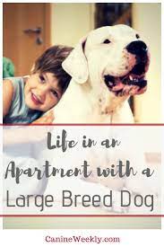 The 10 Best Big Dogs For Apartments Canine Weekly Best Big Dogs Best Apartment Dogs Big Dogs