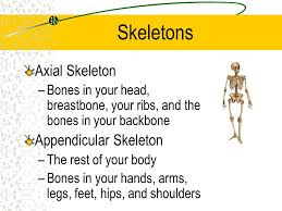 Backbone falls under the umbrella of mv* frameworks. Skeletal System Bones They Support The Body And Give It Shape They Work With Muscles To Let You Move Protect Organs And Produces Blood Cells Store Phosphorus Ppt Download