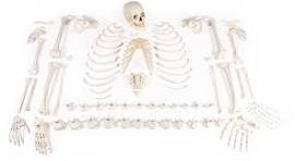 Skeleton, unassembled (bone collection) | 3020